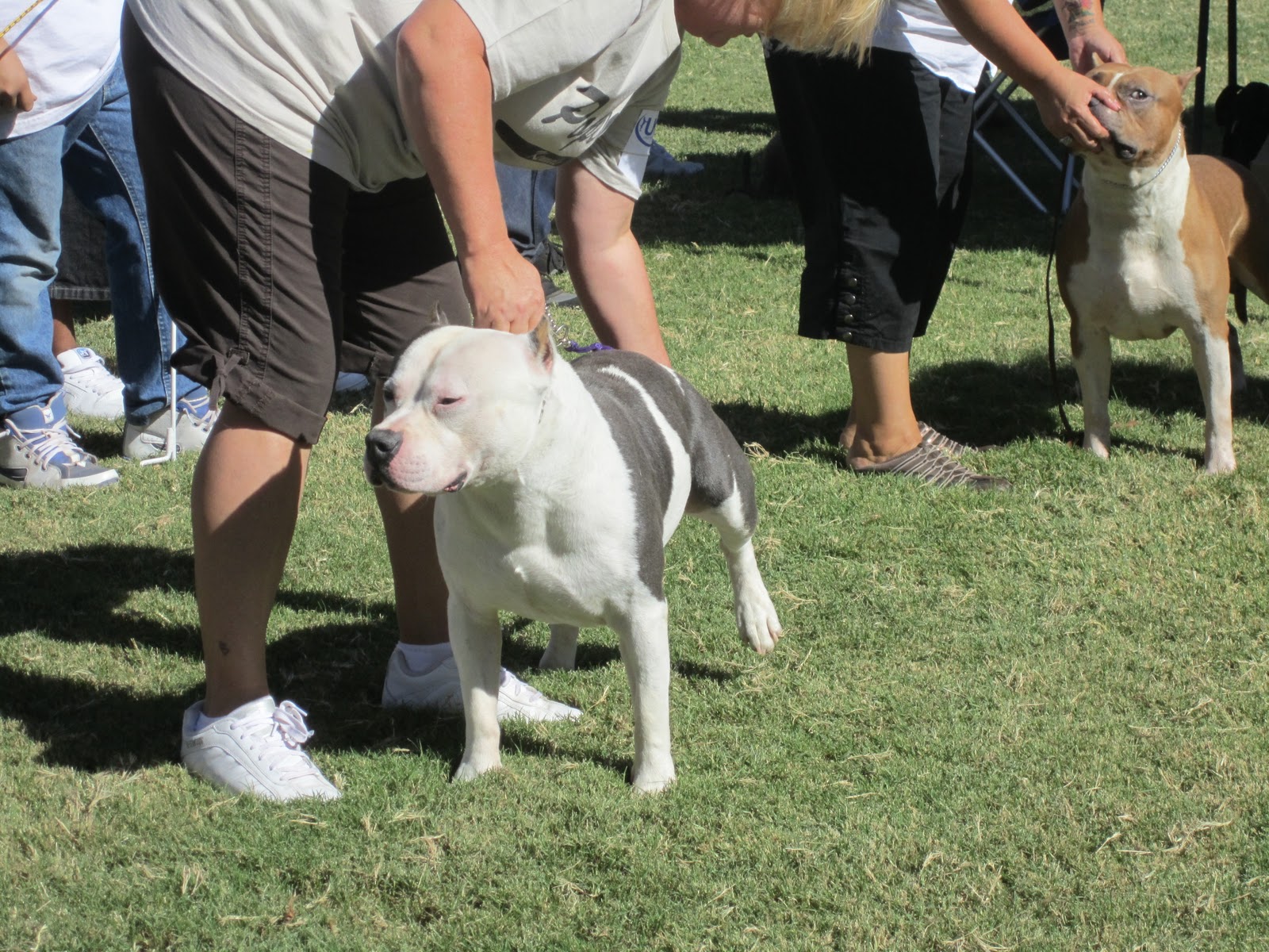 Blanca1018♥ Pitbull Show