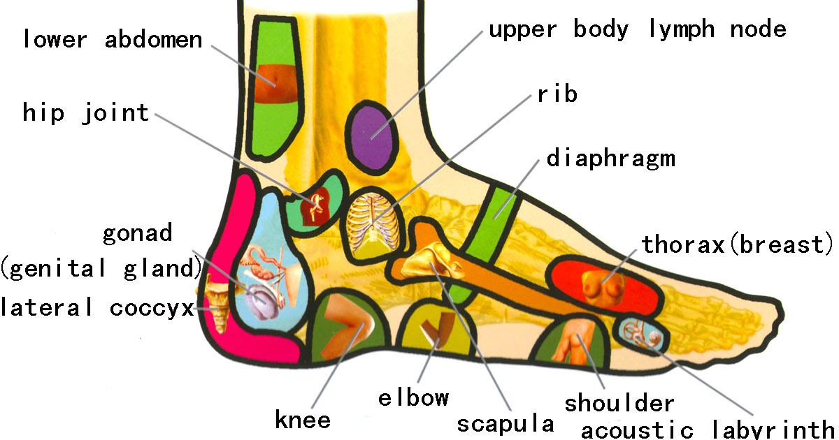 Traditional Chinese Medicine guideHuangdi Neijing Reflective zone of