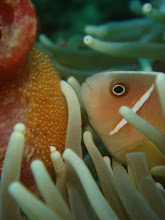 Anemone Fish with egg