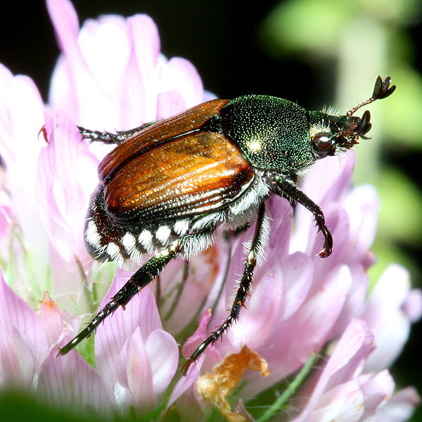 CTC Horticulture Pesky Pest Japanese Beetles
