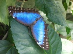 Blue Morph Butterfly