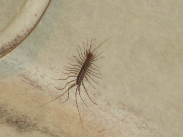 HOLT KOREA 김 창 희 LOVE IN ACTION CREEPY CRAWLY KOREAN BUG!