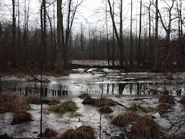 the great swamp