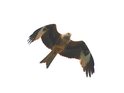 Red Kite