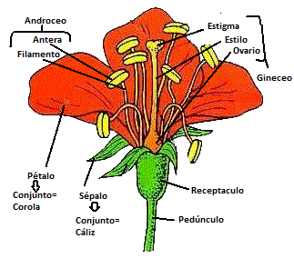 Fotos da Linha do Tempo Carinhos e Amor em Flores e