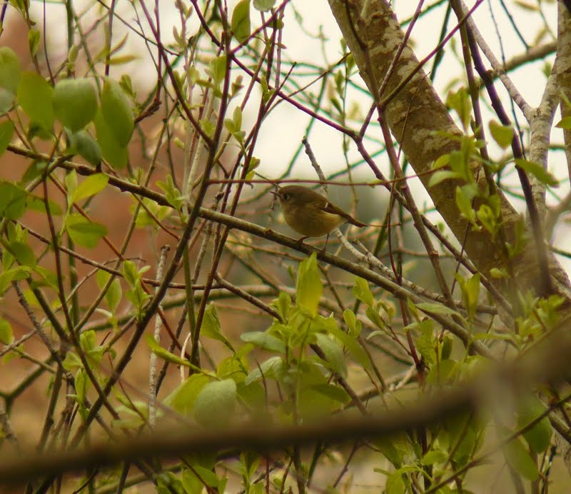 Portland Oregon Backyard Birds: Commonwealth Park
