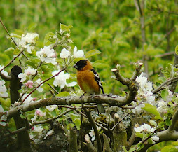 Black-Headed Grosbeak