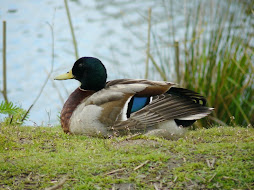 Mallard