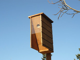 Portland Oregon Backyard Birds: Northern Flicker nest box