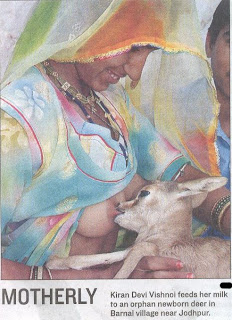 VANISHING SPECIES II: Vanishing Species - The Blackbuck VANISHING SPECIES II: Vanishing Species - The Blackbuck