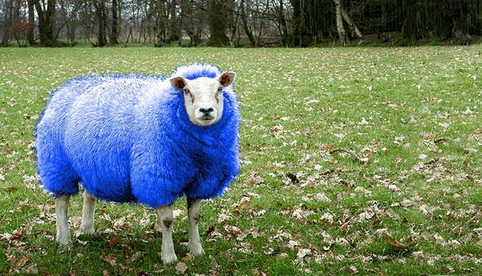 Blue+Sheep.jpg