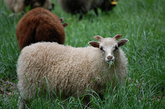 Icelandic Lamb