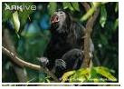 Mantled Howler Monkey