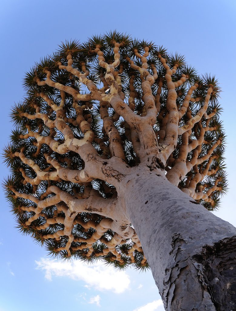 Soil - Wikipedia