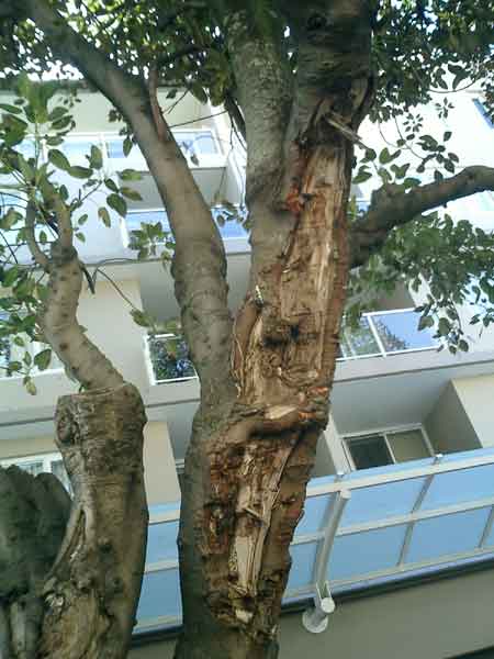 [figmnlywentworth08.jpg]