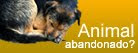 ANIMAL ABANDONADO? ADOTE-O E PROTEJA-O! - WWW.CLUBEAMIGOVIRALATA.BLOGSPOT.COM