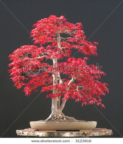 BONSAI