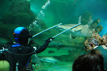 BUCEANDO ENTRE TIBURONES