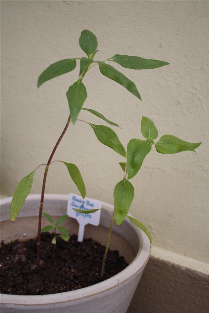 Sunflower Evening Sun