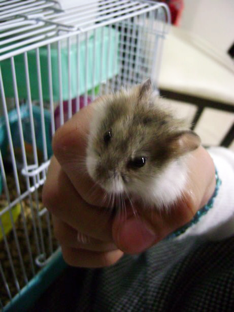[hamster-pet.jpg]