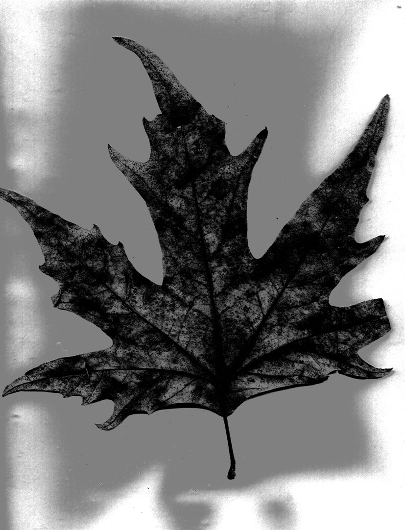 [leaf+study-3.jpg]