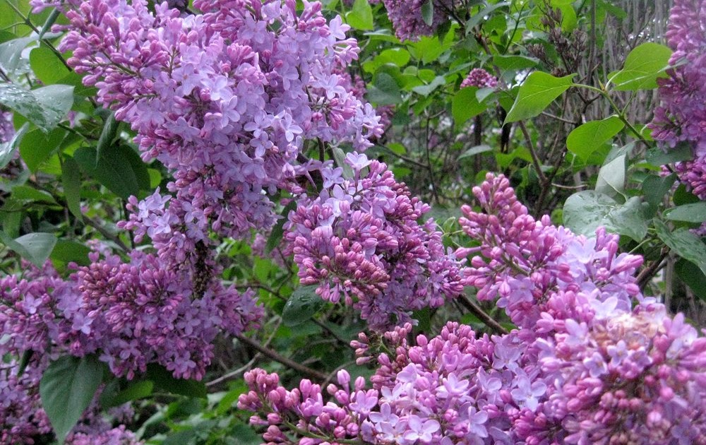 the lilacs are blooming
