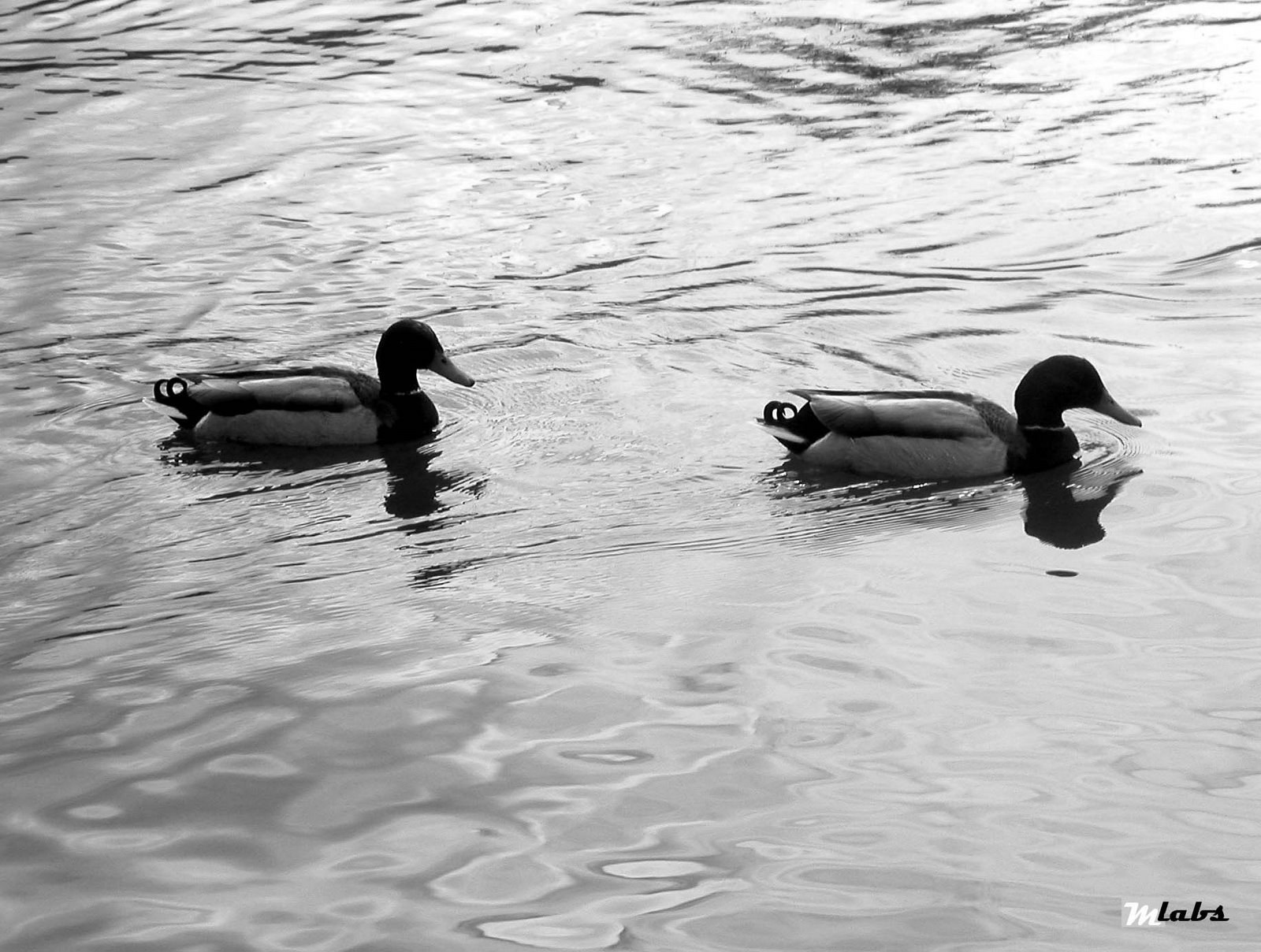 [doubleduckcÃ³pia.jpg]