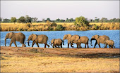 Elephant's in Botswana