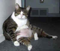 photo of a fat cat sitting up against a wall