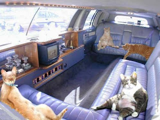 photo of some cats lounging around inside a limo