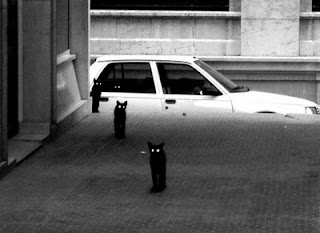 photo of a line of black cats walking through an alley