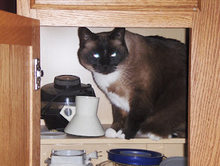 photo of Koko in the cabinet
