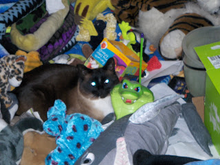 photo of Koko laying amongst some toys