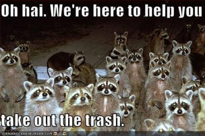 picture of a bunch of raccoons