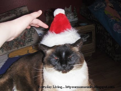 photo of Koko wearing a Santa hat
