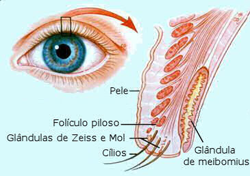 Clinica de Olhos Martinho Campos - 🛑Hordéolo. o hordéolo pode se
