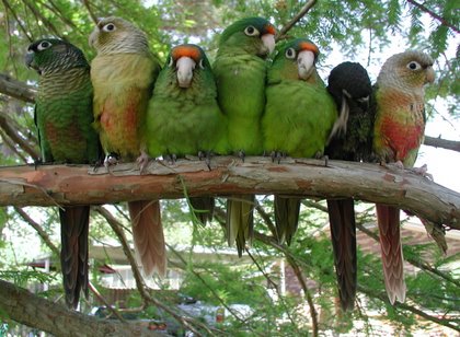 [conurebabies8-large.jpg]