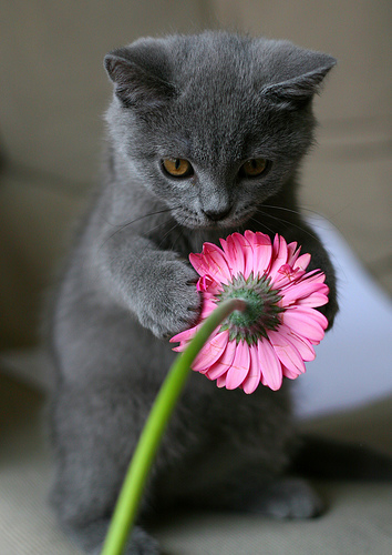 cat-flower.jpg