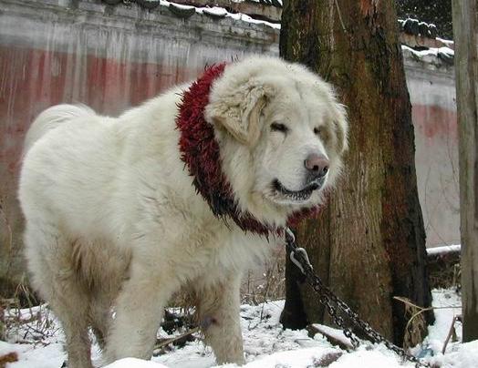 [tibet_dogs_looks_lion_03.jpg]