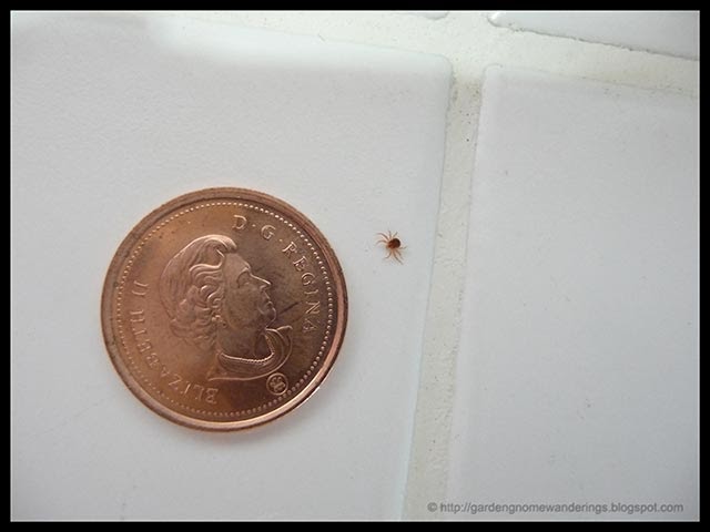 Garden Gnome Wanderings: Spider Mites