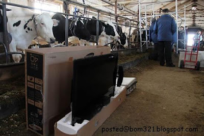 television-for-cows