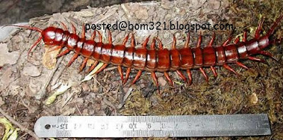biggest centipede