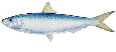 Jangan Makan Ikan Sardin! - Blog BOM321