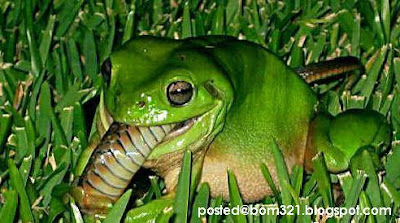 frog eat snake 