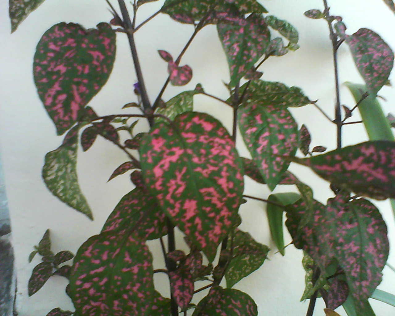 Temperate climates a small guide to organic and