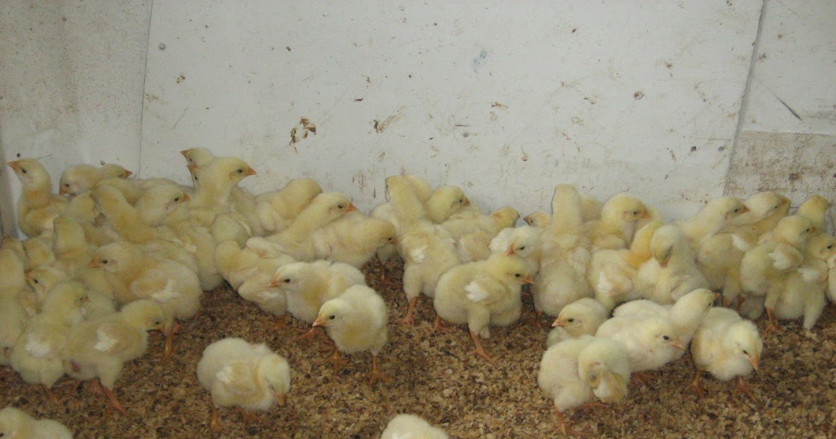 GRANJA EL EDÉN Pollo Gigante