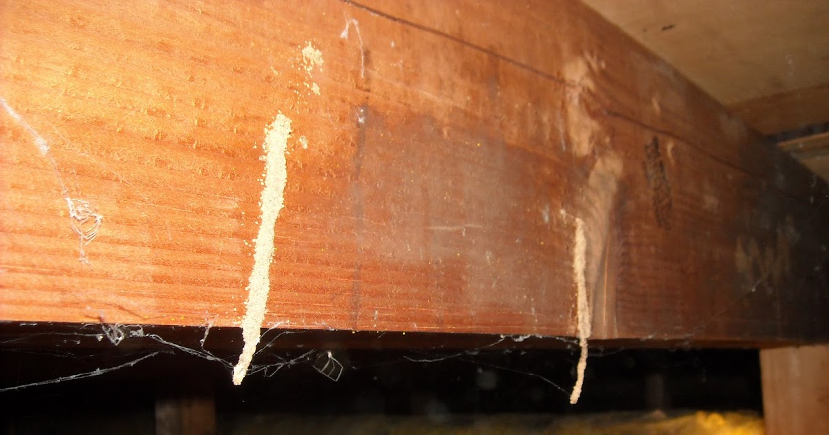 WestCoast Home Inspections Yes, We Do Have Termites In Washington!