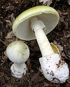 [lomskflugsvamp_362031r.jpg]