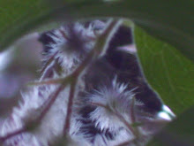 A View Through The Tree