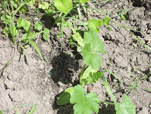 Zucchini from Seeds